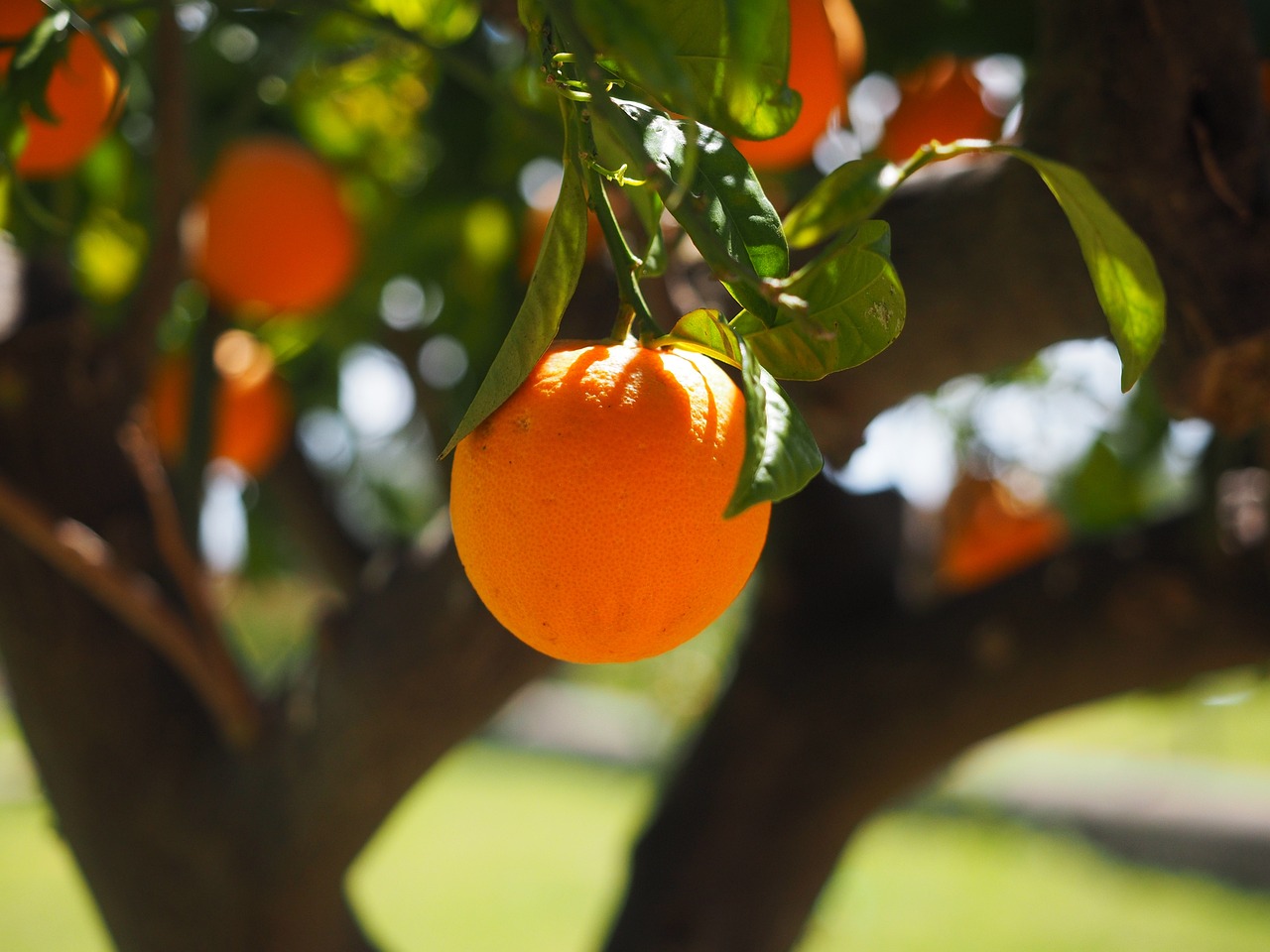 Rumor Refutation:Does eating an orange affect the accuracy of COVID-19 antigen testing?